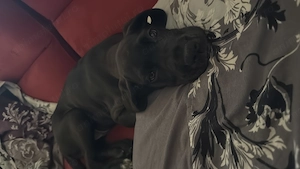 Dog German (Great Dane) 