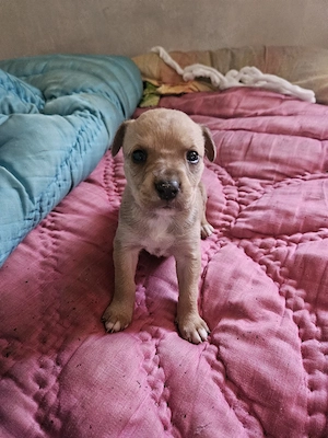 vand puii de amstaff (4) - imagine 4
