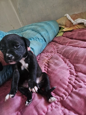 vand puii de amstaff (4) - imagine 3