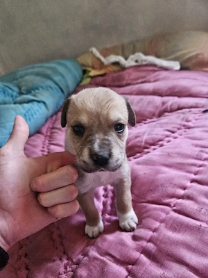 vand puii de amstaff (4) - imagine 5