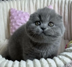 Scottish Fold 
