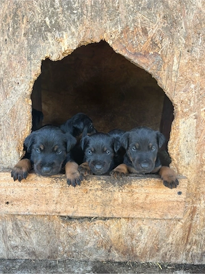 jagdterrier
