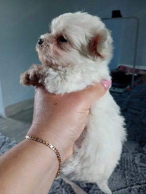 Bichoni maltez talie foarte mică acuma am și primul vaccin 