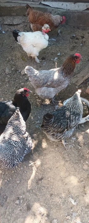 De vânzare găini de casă 