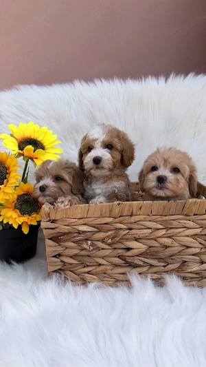 De vanzare Maltipoo Poodle 