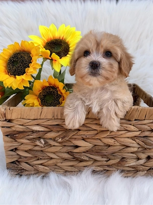 De vanzare Maltipoo Poodle  - imagine 2