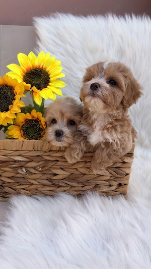 De vanzare Maltipoo Poodle  - imagine 4