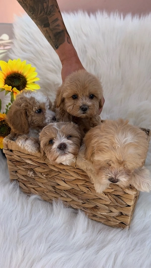 De vanzare Maltipoo Poodle  - imagine 3