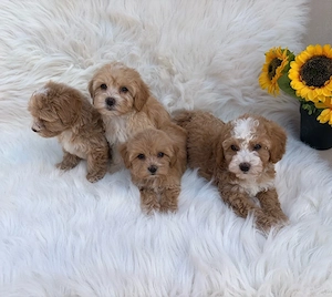 De vanzare Maltipoo Poodle  - imagine 5