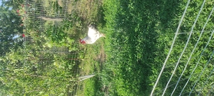 Vand doi cocosi Sussex 