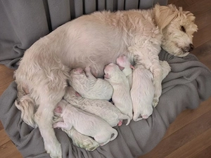 Pui Bichon Maltez, rasă pură