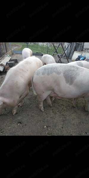Vand porc 