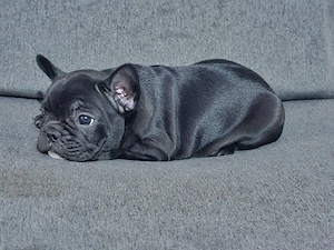 bulldog frandez femelă - imagine 2