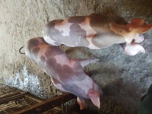 Purceii de vânzare în Vrancea obrejita  - imagine 3