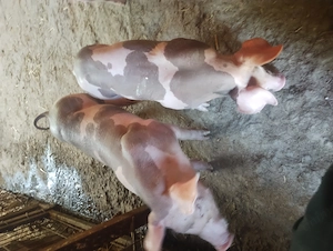 Purceii de vânzare în Vrancea obrejita  - imagine 4