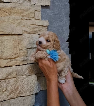 Maltipoo baietel si fetita