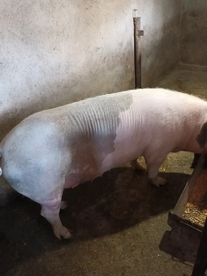 Femelă, trecută de 200kg