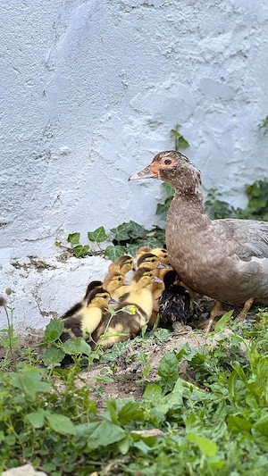 vand sau schimb boboci de rață muta  - imagine 4