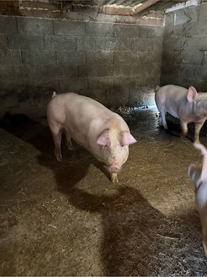 Porci 80-100 kg  - imagine 3