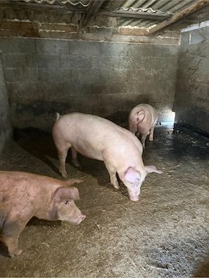 Porci 80-100 kg 