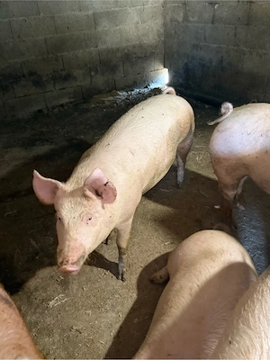 Porci 80-100 kg  - imagine 2