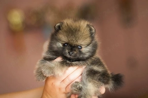 pomeranian super mini