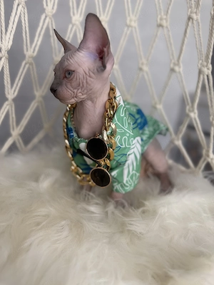 Sphynx cu pedigree și teste  - imagine 2