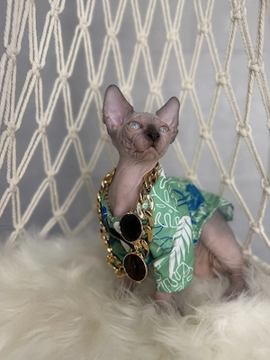 Sphynx cu pedigree și teste  - imagine 3