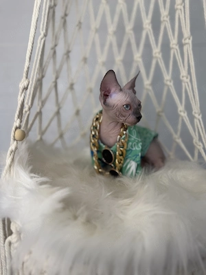 Sphynx cu pedigree și teste  - imagine 4