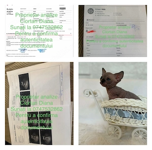 Sphynx cu pedigree și teste  - imagine 5