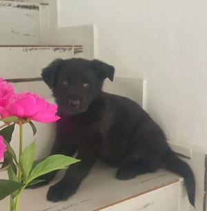 Ciobanesc German Negru