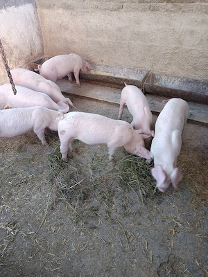 purcei de vînzare.