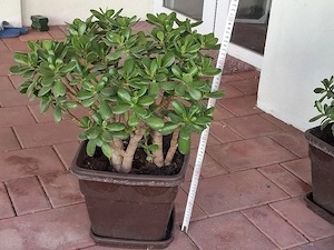 Vand planta de jad, arborele banilor