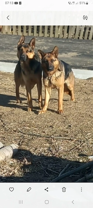 căței ciobănesc german 