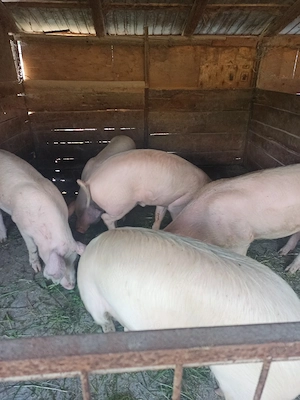 Vând porci
