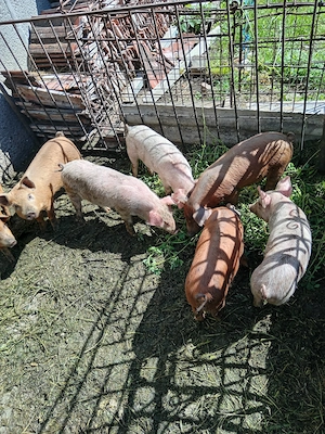 Vând purcei de 8 saptamani
