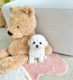 Bichon Maltez Mini Toy  - imagine 3