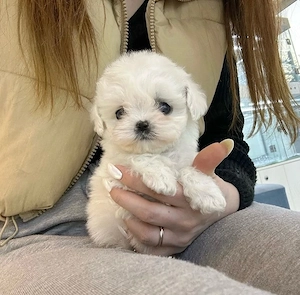 Bichon Maltez Mini Toy  - imagine 4