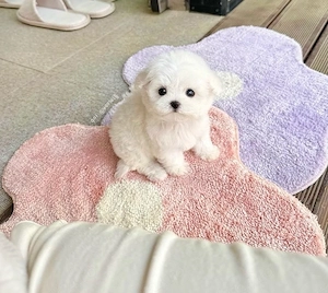 Bichon Maltez Mini Toy  - imagine 2