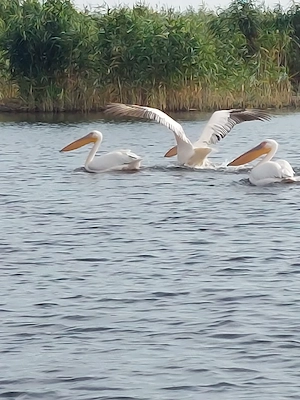 Cazare Dunavatu de jos