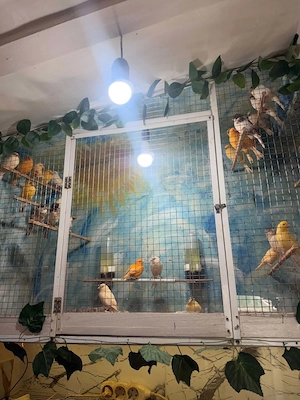De vînzare canari timbrado pui din ianuarie, februarie, martie și aprilie inelați cu două inele  - imagine 4
