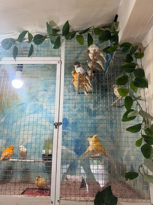 De vînzare canari timbrado pui din ianuarie, februarie, martie și aprilie inelați cu două inele  - imagine 3