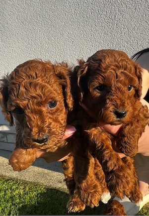 Poodle pitic ciocolatiu