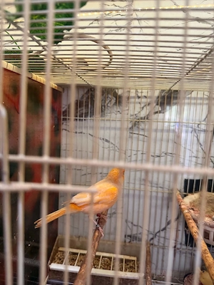 De vînzare canari timbrado pui din ianuarie, februarie, martie și aprilie inelați cu două inele  - imagine 2