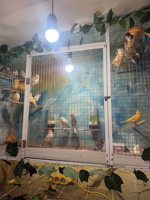 De vînzare canari timbrado pui din ianuarie, februarie, martie și aprilie inelați cu două inele 