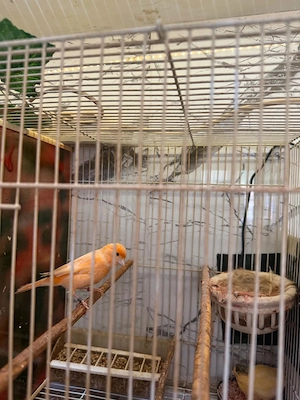 De vînzare canari timbrado pui din ianuarie, februarie, martie și aprilie inelați cu două inele  - imagine 3