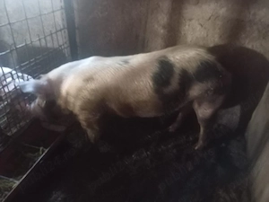  porci de vanzare