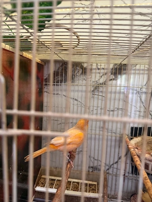 De vînzare femelă canari timbrado 2025 și puii de timbrado de anul ăsta inelați cu două inele  - imagine 2
