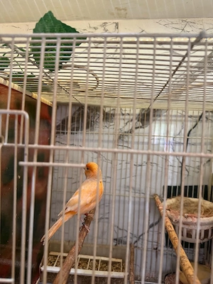 De vînzare femelă canari timbrado 2025 și puii de timbrado de anul ăsta inelați cu două inele  - imagine 5