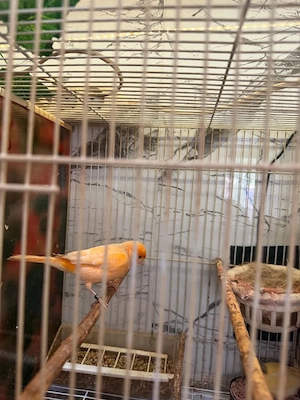 De vînzare femelă canari timbrado 2025 și puii de timbrado de anul ăsta inelați cu două inele 